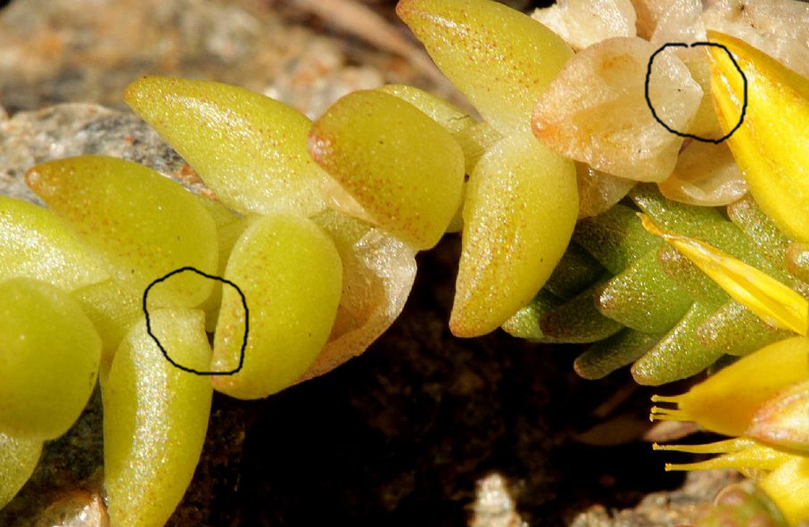 Sedum acre
